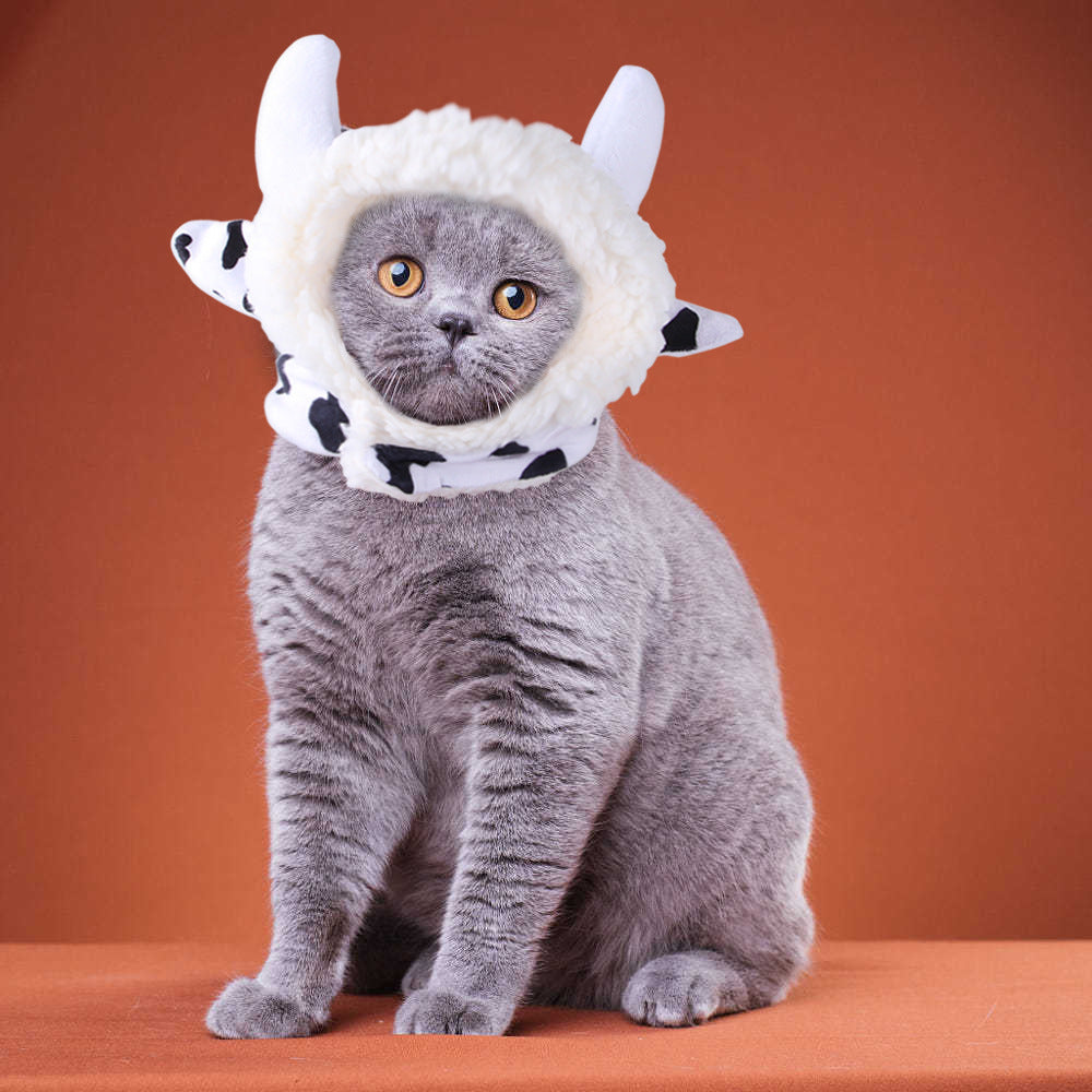 Curly Hair Pet Hat Cat Funny Dress Up Pet Products